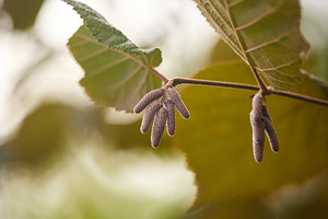 Young hazel catkins hanging on branch in autumn macro photo.