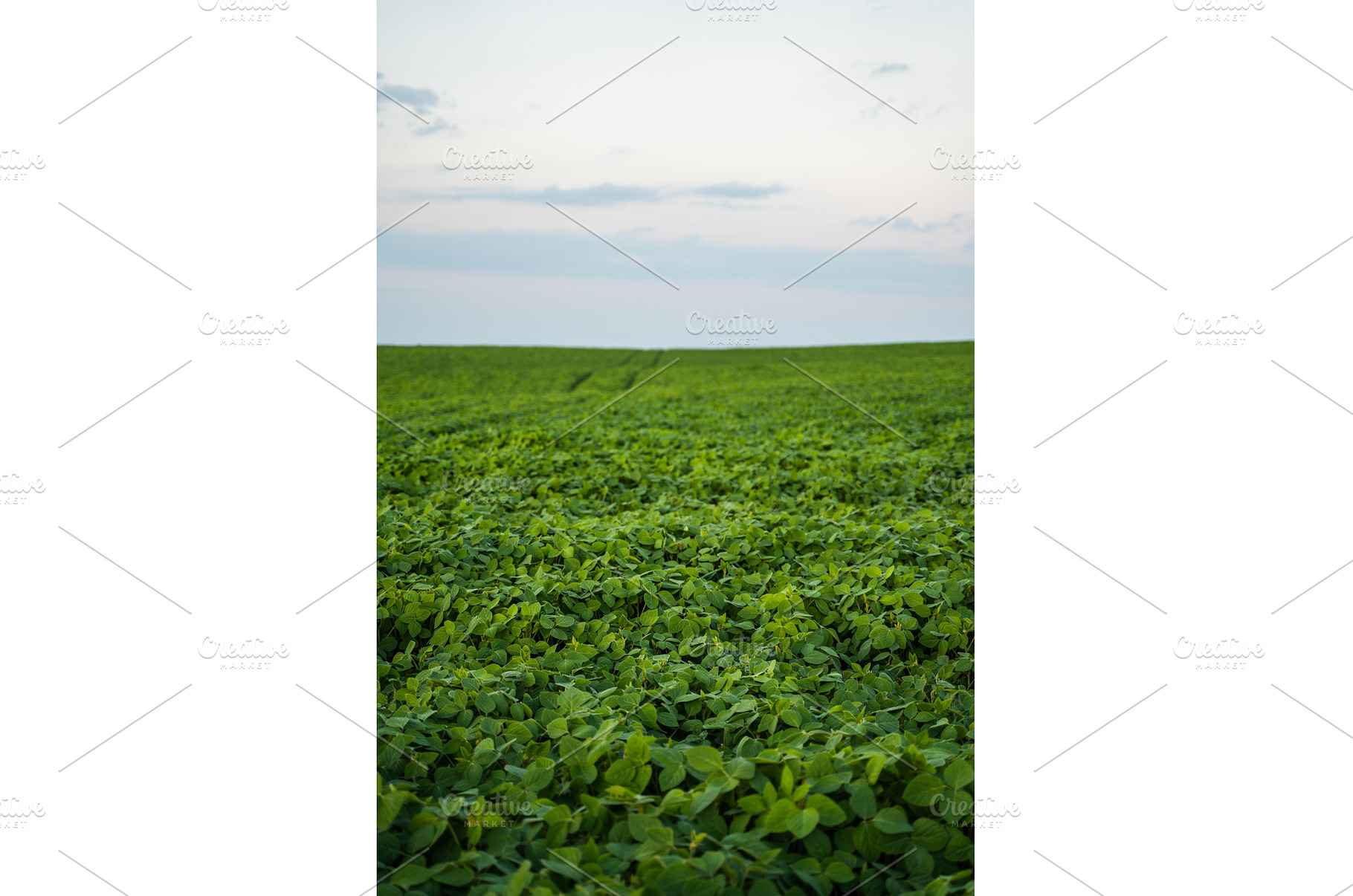 Green soybean field extending to the, a Nature Photo by volodymyrshtun13795