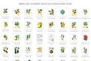 168 Vintage Botanical Illustrations, a Decorative Illustration by Olga Begak Art & Design (Thumbnail 5 of 9)