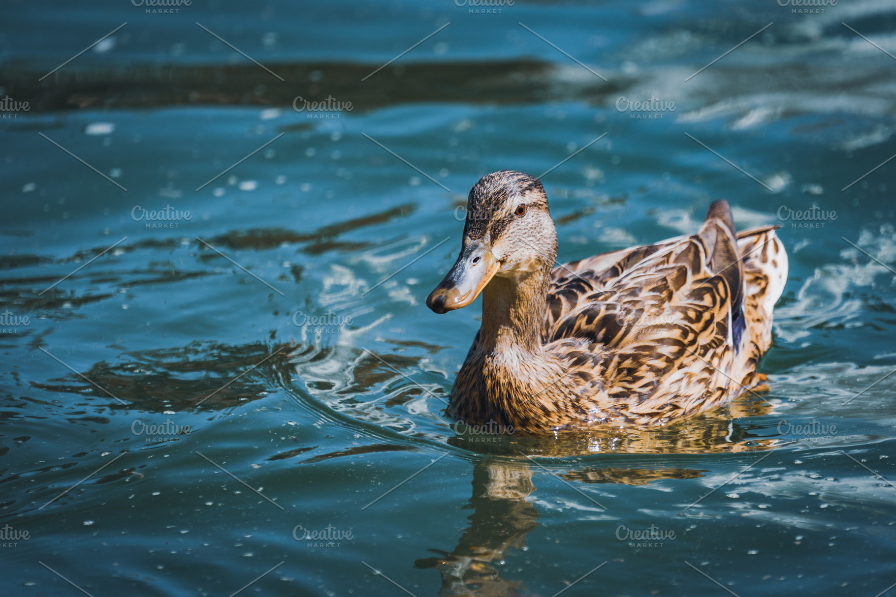 Mallard duck swimming on a lake, an Animal Photo by Visual Motiv