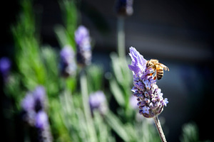 Bee on Lavender, an Animal Photo by THP Creative