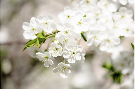 Cherry flowers frame, a Nature Photo by Nature and travel
