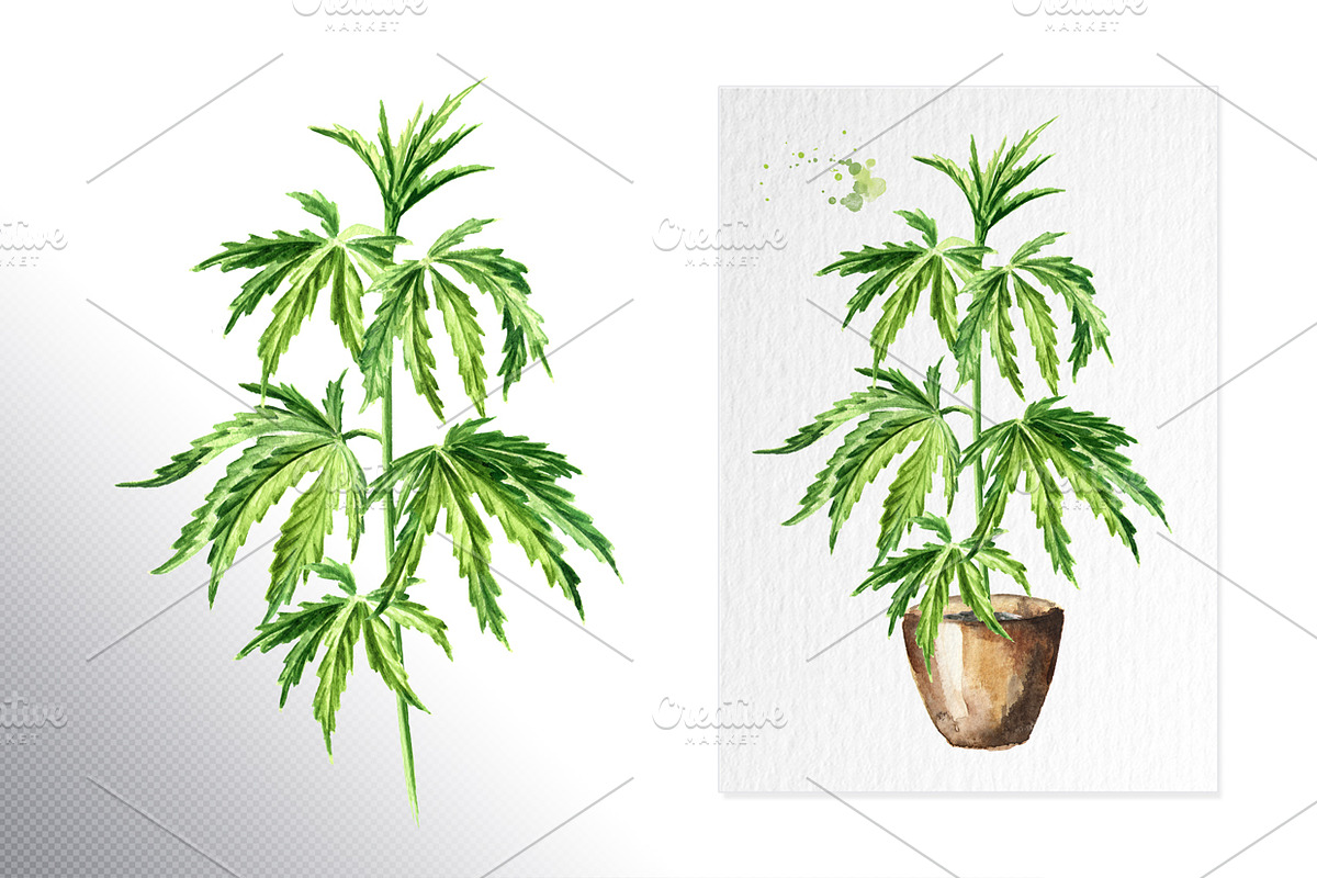 Cannabis. Watercolor collection, a Healthcare Illustration by Daria Ustiugova (Photo 9 of 12)