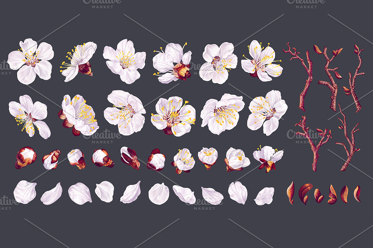 Apricot Branches Big Floral Set, an Illustration by MarynaPetrovska (Photo 3 of 23)