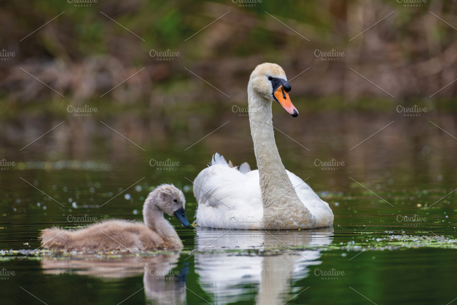 Mute swan with baby. Cygnets on summer day in calm water. Bird i, an Animal Photo by Byrdyak