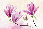 Watercolor magnolia set, a Decorative Illustration by Elegantia (Thumbnail 3 of 4)