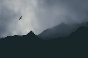 Fine Art Lightroom Presets - Bundle, an Action Add-On by PhotoMarket (Thumbnail 85 of 103)