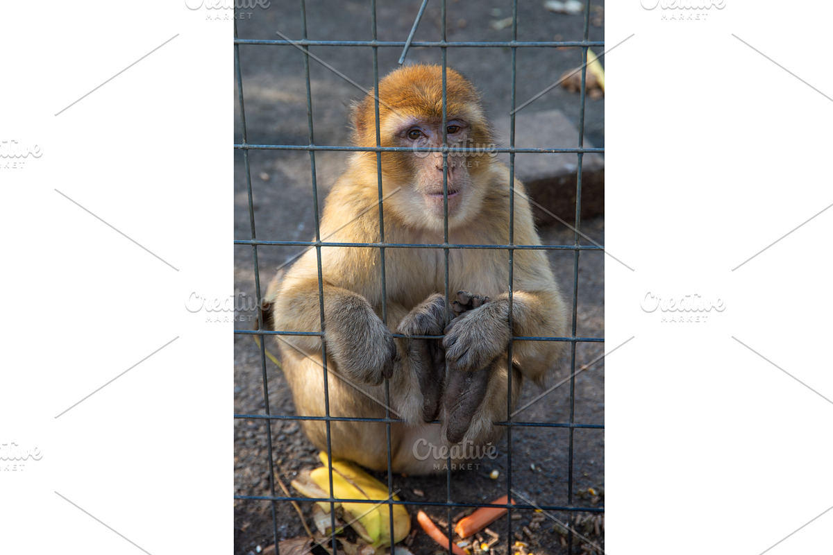 Monkey looking through the cage., an Animal 3D Model by MadPhotos