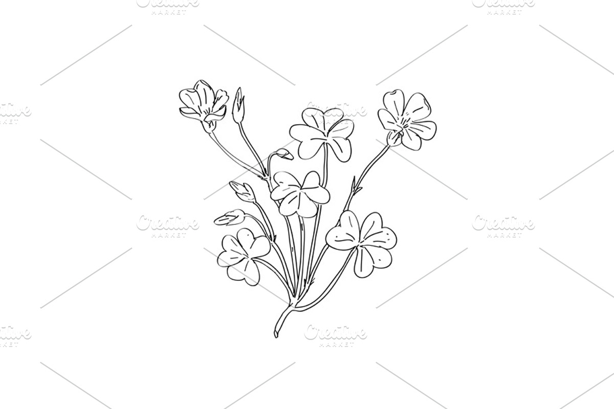 Wood Sorrel Wild Plant Drawing, a Decorative Illustration by patrimonio (Photo 1 of 3)