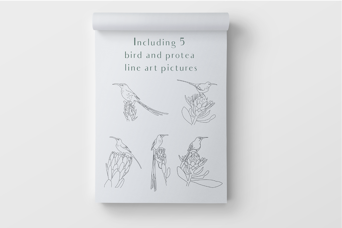 Line Art Protea Flower Elements, an Illustration by CL Creative Studio (Photo 3 of 12)