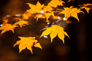 Autumnal leaves containing autumn, a Nature Photo by Vector Tradition