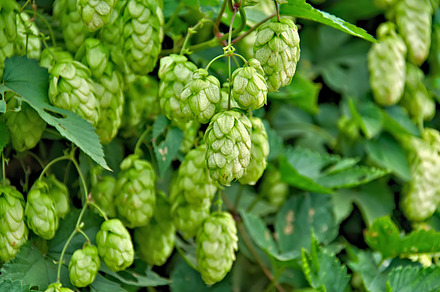 Fresh Hop Closeup preview 6