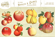 MASSIVE Vintage Fruit and Flowers, an Object Graphic by Eclectic Anthology (Thumbnail 5 of 12)