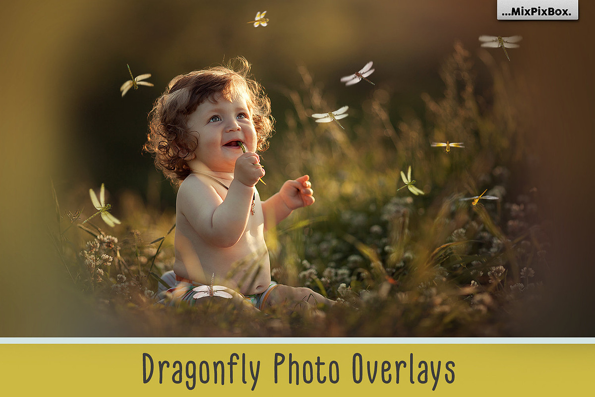 Dragonfly Photo Overlays preview 6