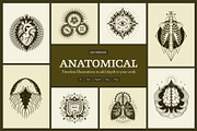 100 Anatomical Illustrations Set, an Education Illustration by Prosymbols (Thumbnail 1 of 11)