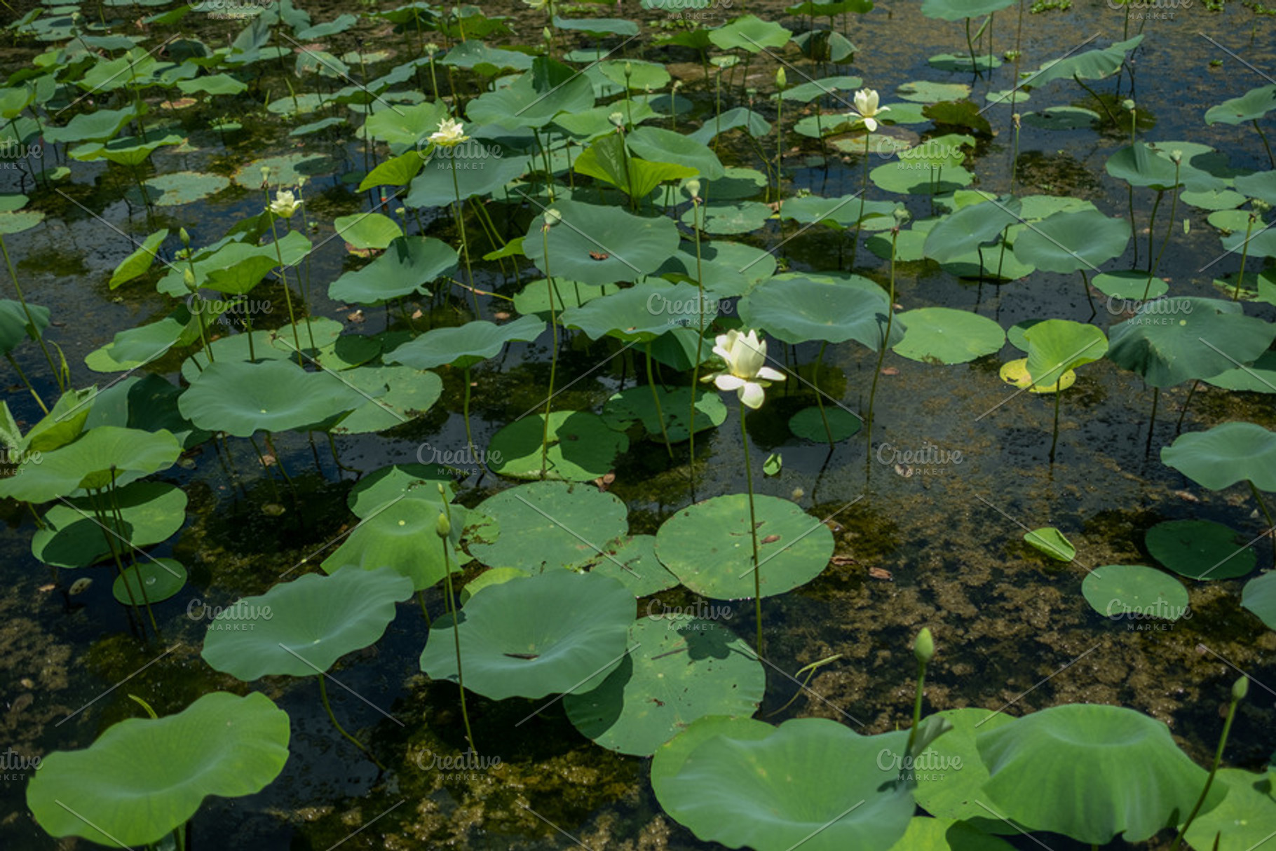Lilly Pads In Natural Pond, a Nature Photo by Snake Eye Media