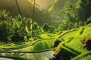 Golden Rice Field at Sunset, a Photo by LOGOCREATIVE (Thumbnail 18 of 27)