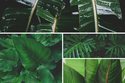 Tropical Leaves Bundle, a Nature Photo by René Jordaan Photography (Thumbnail 4 of 6)