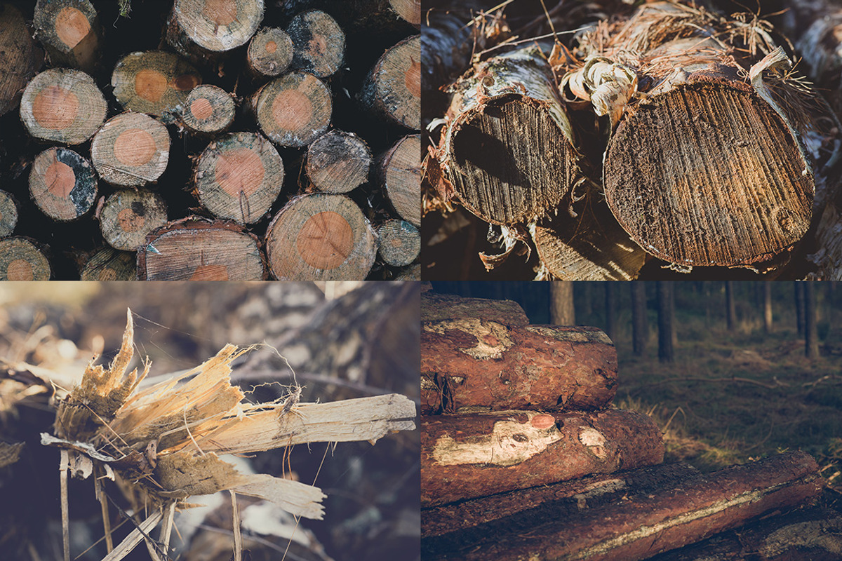 WOOD LOGS (12 Premium Photos), an Industrial Photo by PhotoMarket (Photo 4 of 4)