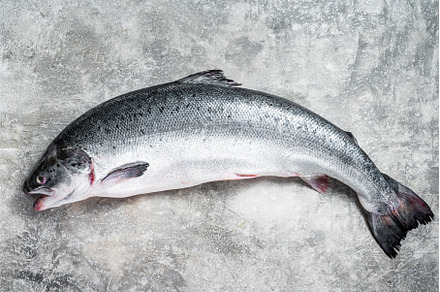 Fresh raw salmon red whole fish on, a Food & Drink Photo by composter-box@mail.ru