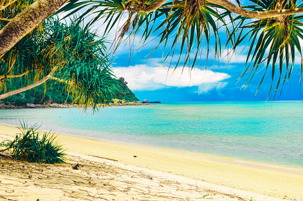 Perfect tropical beach containing water, leaf, and branch