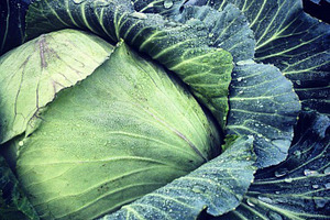 Fresh Cabbage