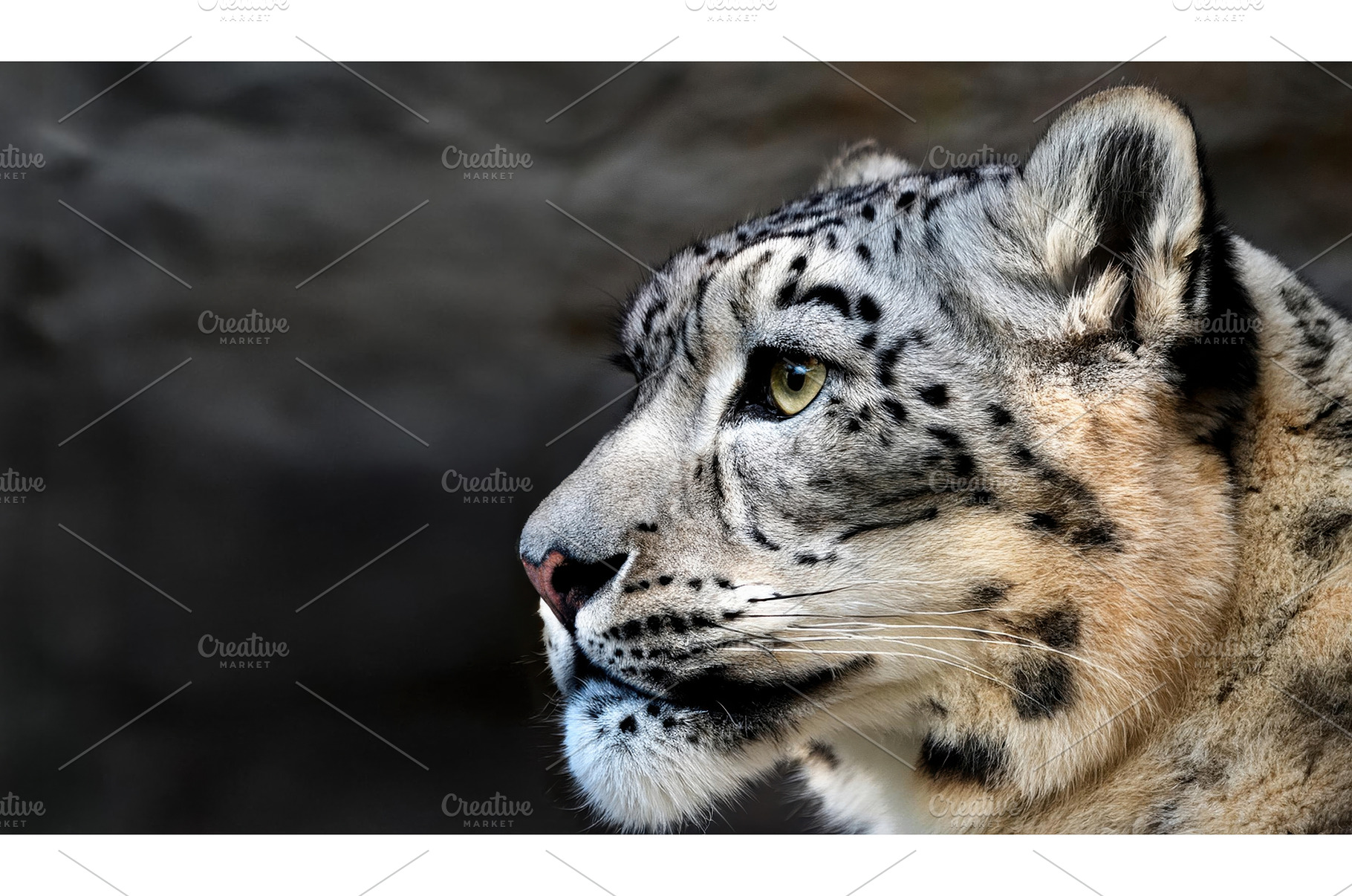 A side profile of a snow leopard in, an Animal Photo by Igor Tichonow