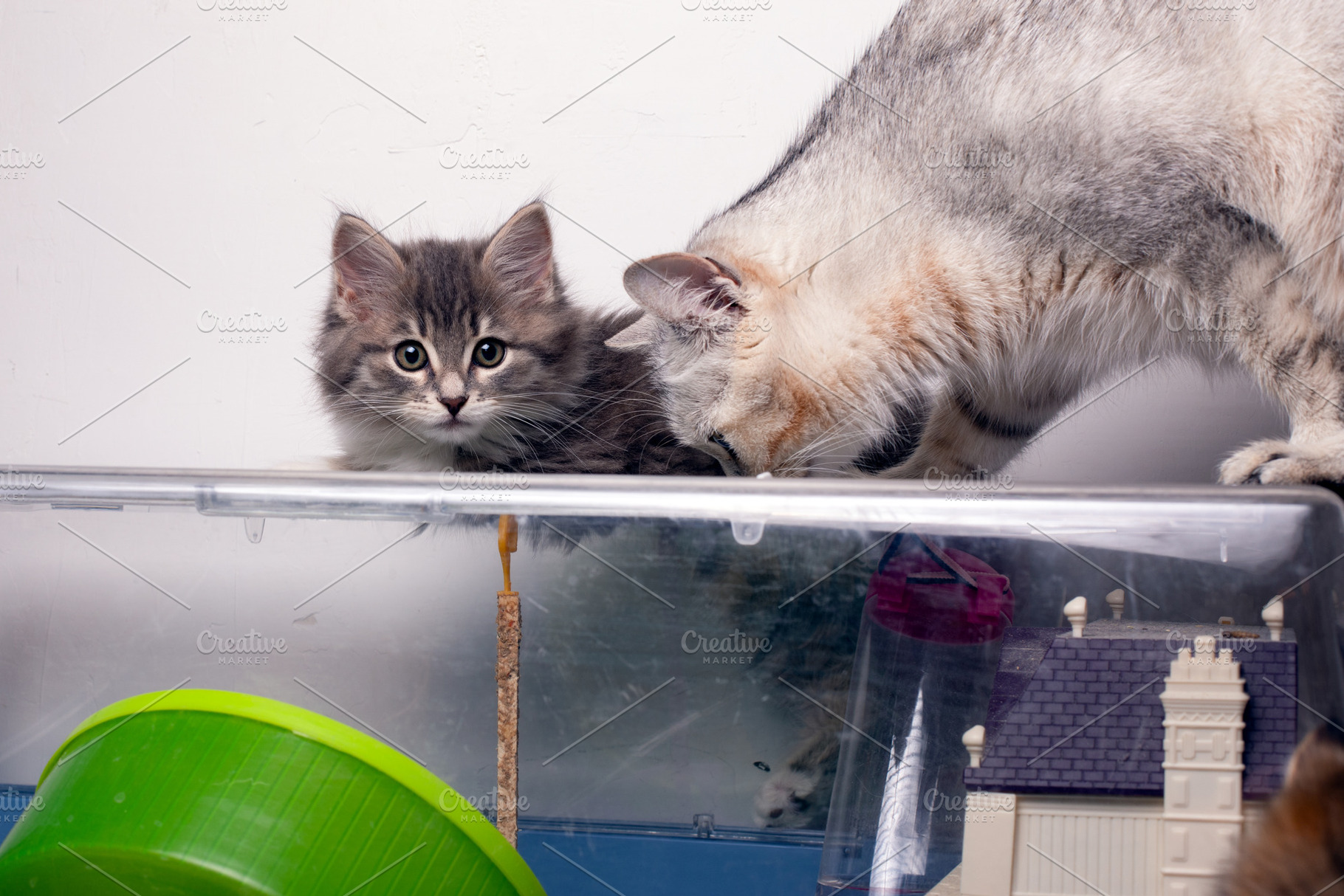 Two cats observing a hamster cage with focused attention, creating a playful an, an Animal Photo by Ales Munt