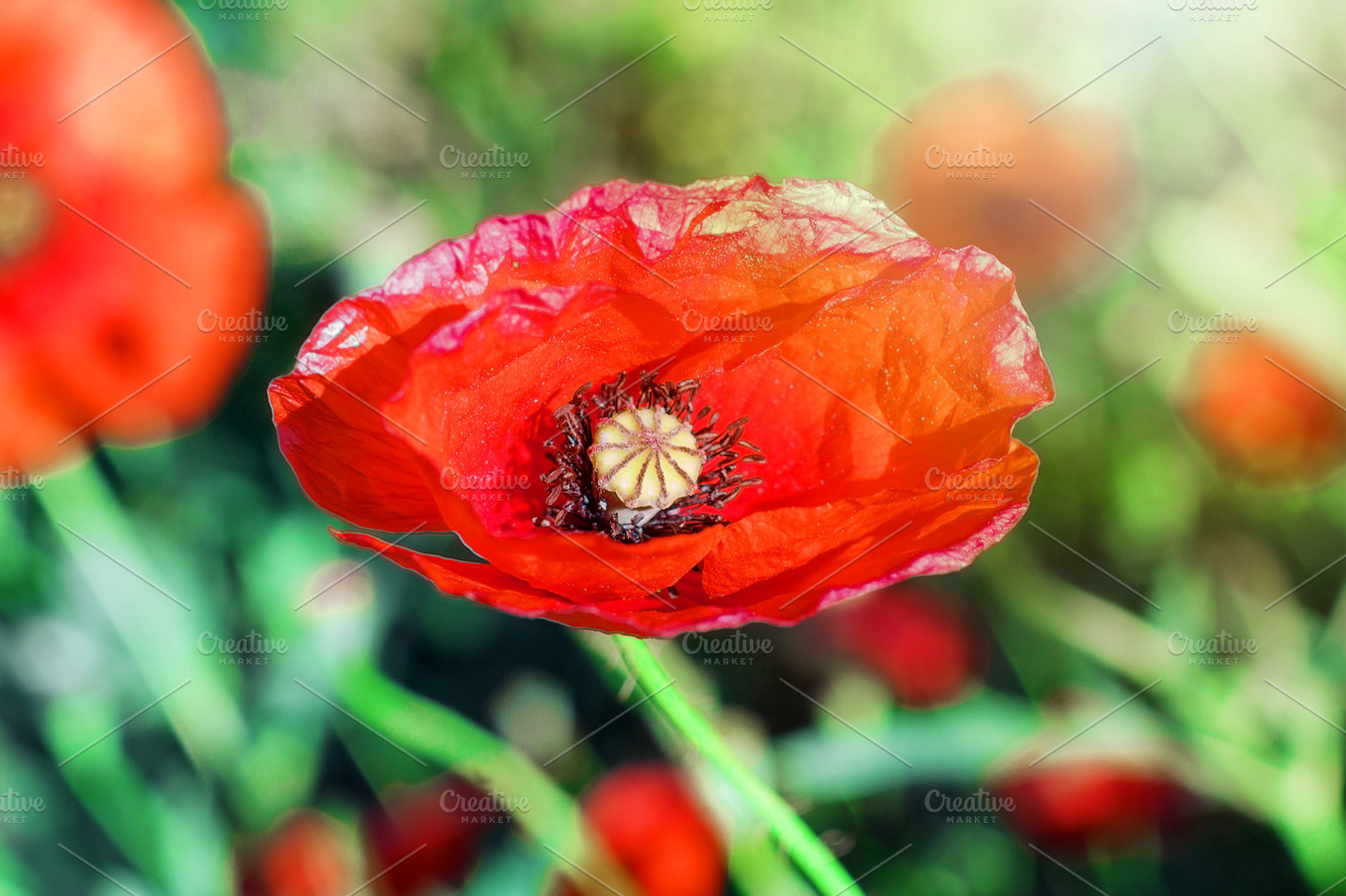 Red poppy close up stock photo containing flower and red, a Nature Photo by JCB Photogr@phics