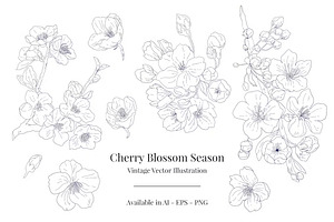 Cherry Blossom Season