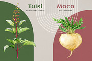 Adaptogenic Medicinal Plant Clipart, a Healthcare Illustration by AnitaPol (Thumbnail 13 of 24)