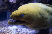 Moray eel in a coral reef, an Animal Photo by GoodGoods (Thumbnail 15 of 18)