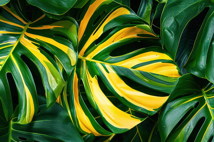 Variegated Monstera Majesty: A Tapestry of Nature's Art - Generative AI, a Photo by José Manuel Gelpi