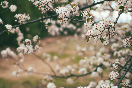 Shrubbery preview 6