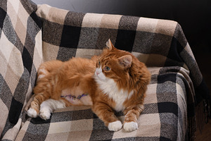 The cat lies on the couch at home, an Animal Photo by Apolonia