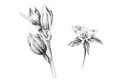 Floral Collection, an Object Graphic by VictoriaKStudio (Thumbnail 6 of 7)