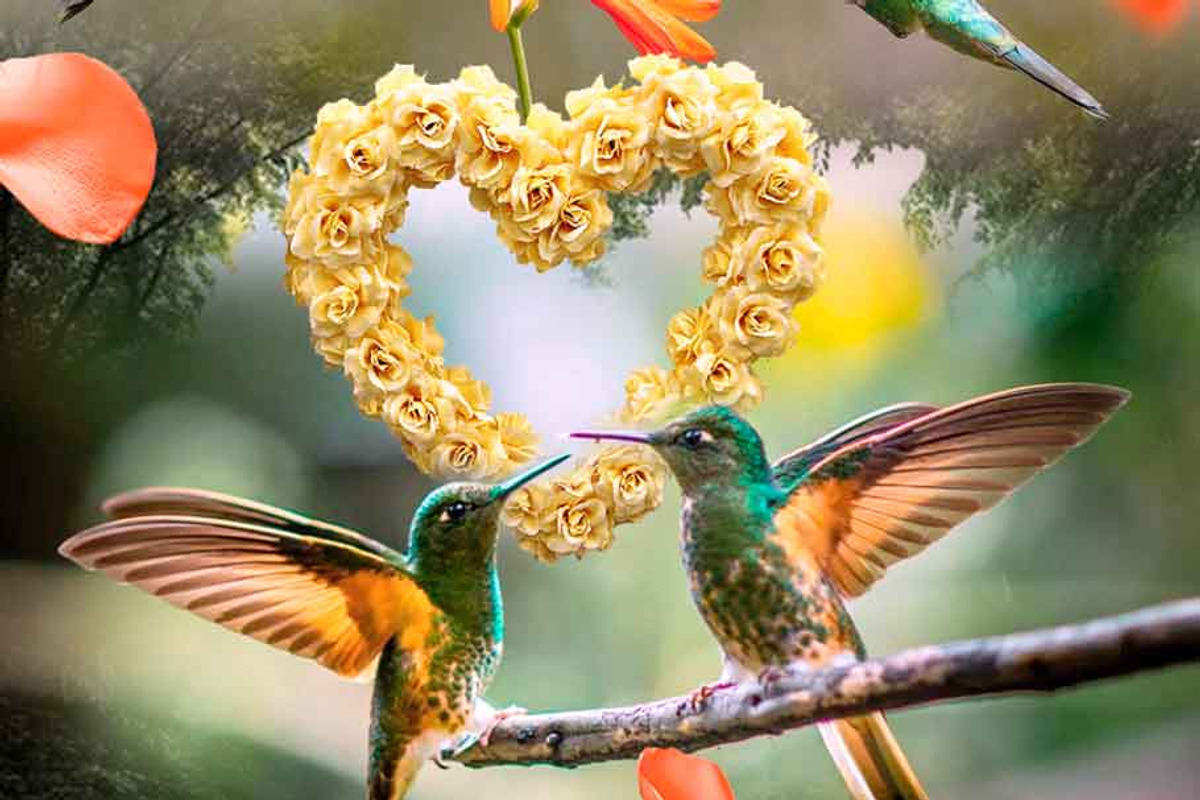 Hummingbird art, Valentine's Day, a Wallpaper Graphic by &LAMS (Photo 2 of 2)
