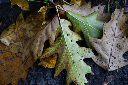 Oak leaves with rain drops
