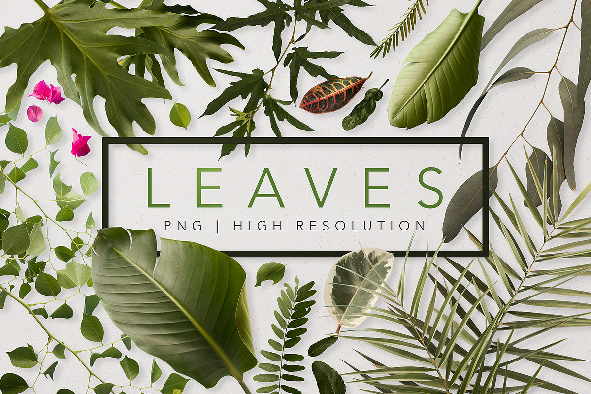 Real Leaves - Green Cutout Leaf, an Object Graphic by Fox & Bear (Photo 1 of 6)