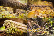Bundle fall photos /240+pics, a Templates & Theme by tydla (Thumbnail 7 of 11)