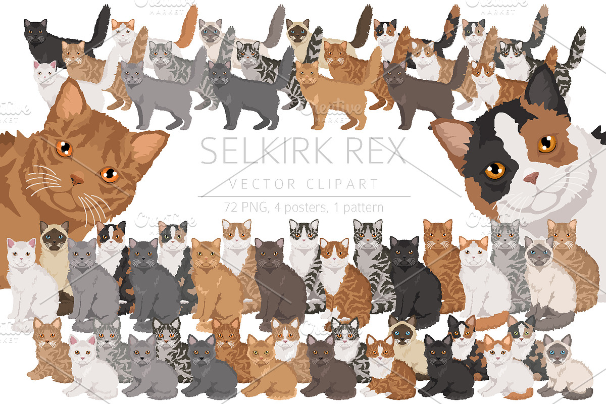 Selkirk Rex Cat, an Animal Illustration by pet design shop (Photo 1 of 6)