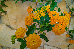 Orange flowers blooming near stone wall, a Nature Photo by DanFLCreativo