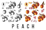 Fruit branches, a Food Illustration by handsketched (Thumbnail 6 of 13)