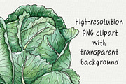 Veggies & greens watercolor clipart, an Object Graphic by Trinibis (Thumbnail 3 of 4)