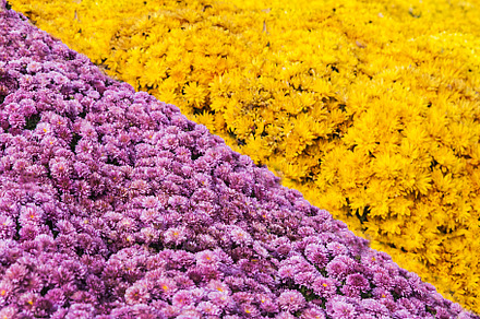 Background of fresh yellow and pink chrysanthemums, a Nature Photo by TanaCh