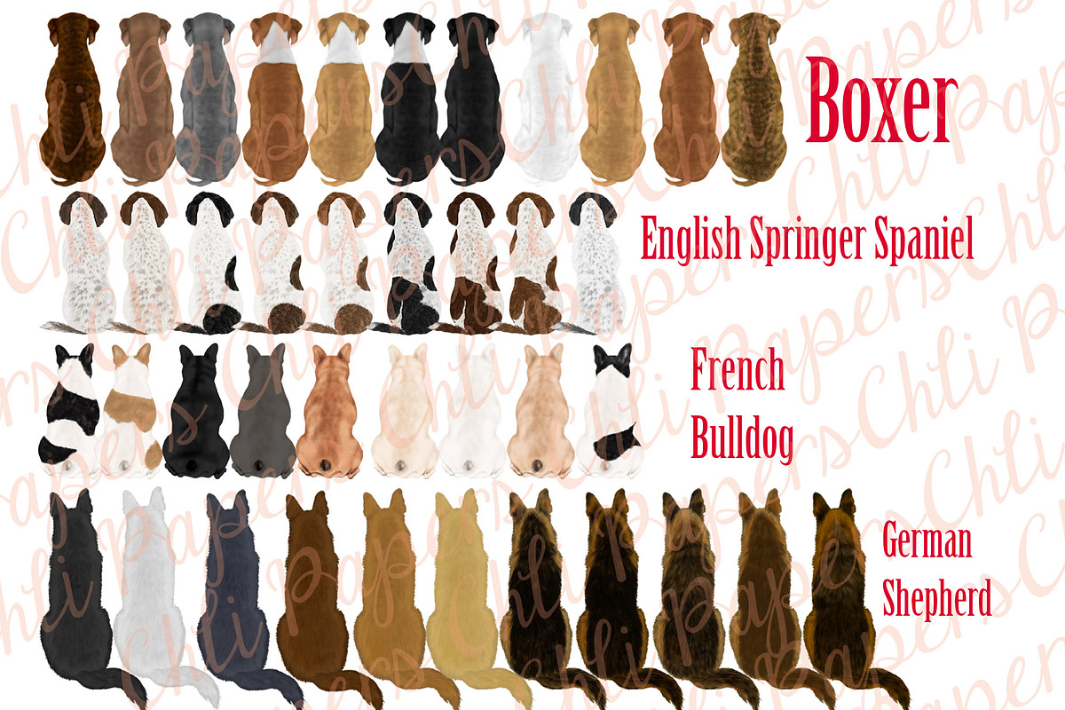 Dog Breeds Clipart,Dogs clip art, an Illustration by chilipapers (Photo 2 of 4)