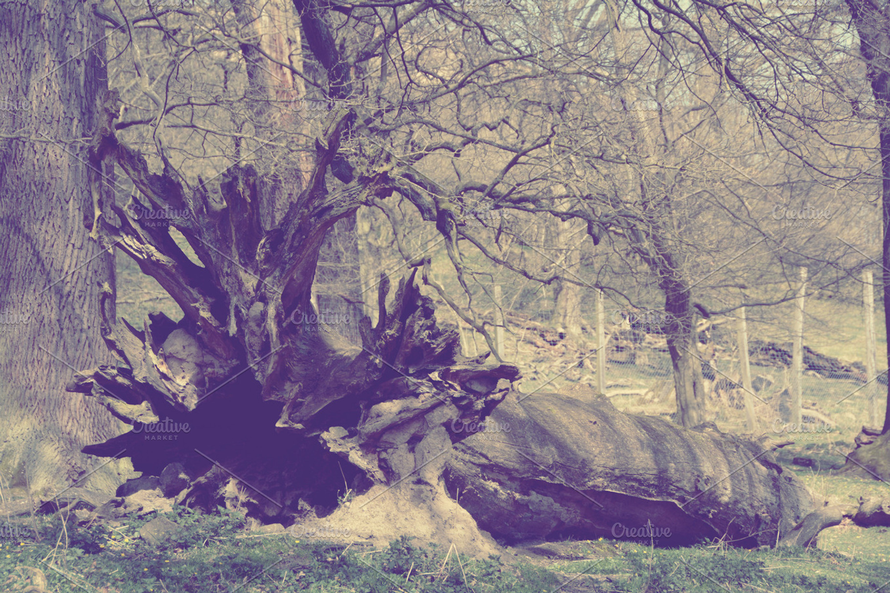 Giant fallen tree, a Nature Photo by Beavergraphy