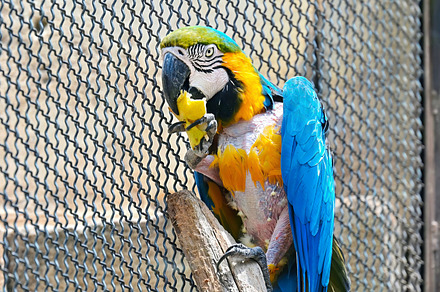 View of a macaw parrot eating