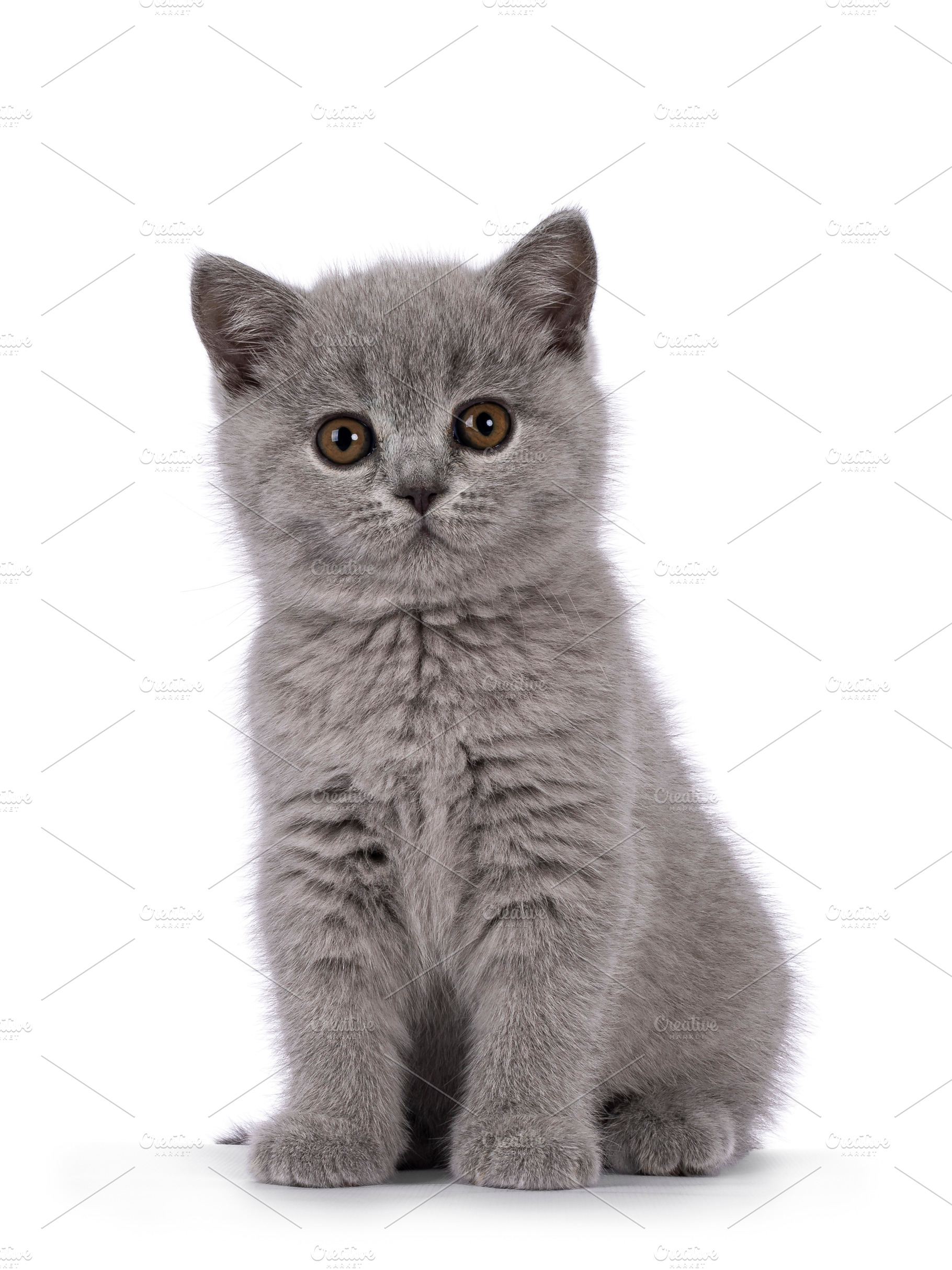 Solid blue British Shorthair cat on white, an Animal Photo by Cat'chy Images by Nynke