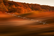 Abstract Autumn Dreams Backgrounds, a Background Graphic by Lumeno (Thumbnail 3 of 7)